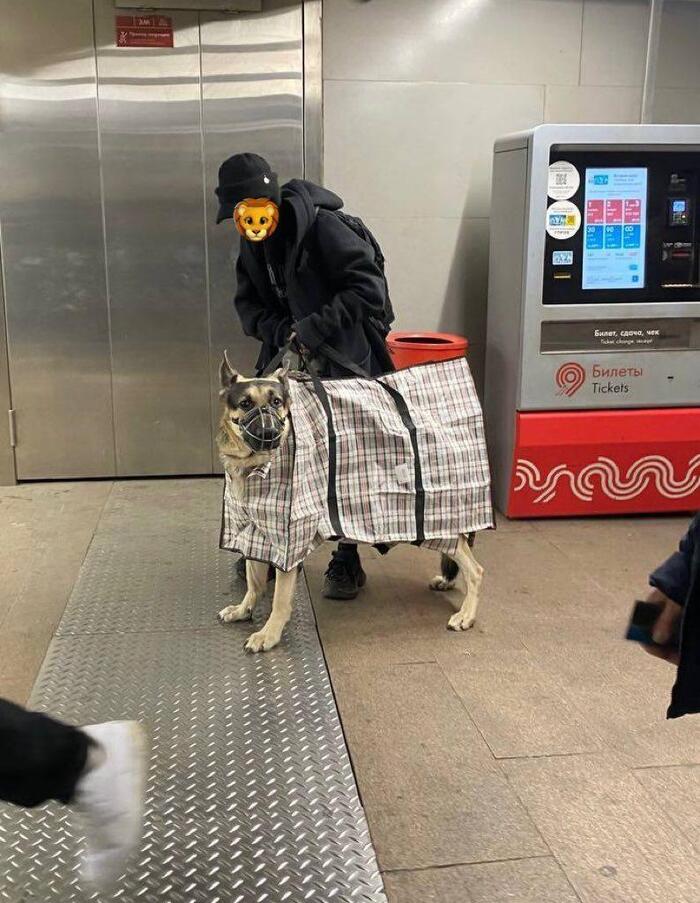 Когда сказали что нужна переноска для собаки