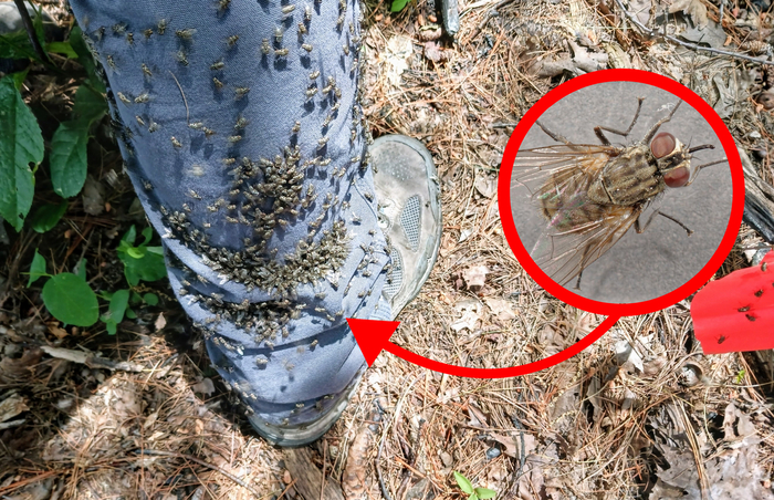 Тот случай, когда мухи к тебе липнут. Но не потому, что ты сладкий...