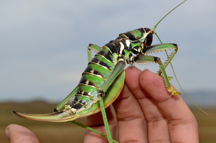 Поэтому не переживайте об огромном шипе сзади. Этот прибор используется исключительно для откладывания яиц под землю.