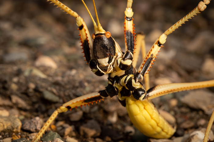 Я зло, я страх для тараках!