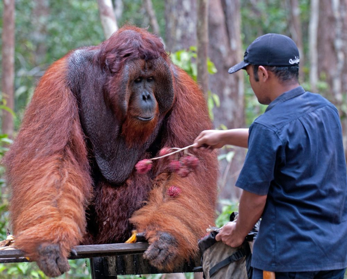 Какие фрукты, дядя? Неси кабана!