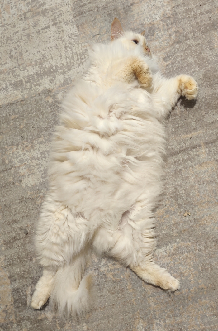 Я тучка-тучка-тучка!