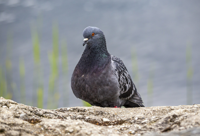 Фото: <!--noindex--><a href="https://pikabu.ru/story/moskvichi_narushayut_yekologicheskoe_ravnovesie_podkarmlivaya_golubey_13246157?u=http%3A%2F%2Ffreepik.com&t=freepik.com&h=85db536b86aca028ae7e6f514b8f842dbac0a505" title="http://freepik.com" target="_blank" rel="nofollow noopener">freepik.com</a><!--/noindex-->