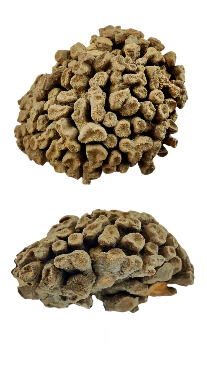 . Коралловый кустик юрского периода 15см в диаметре