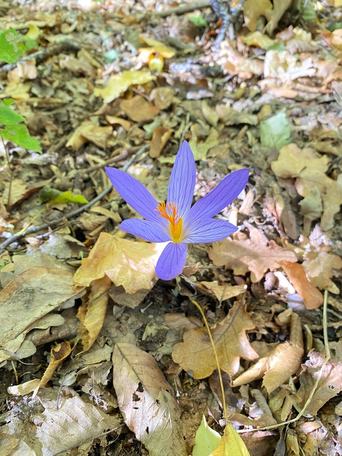 Сквозь подстилку из дубовых листьев. Фото С. Коваленко.