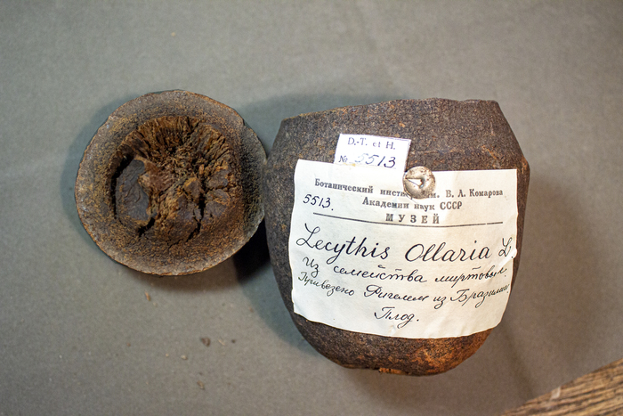 Плод горшечника Lecythis ollaria, привезенный Л. Риделем из Бразилии. Из фондов Ботанического музея БИН РАН.