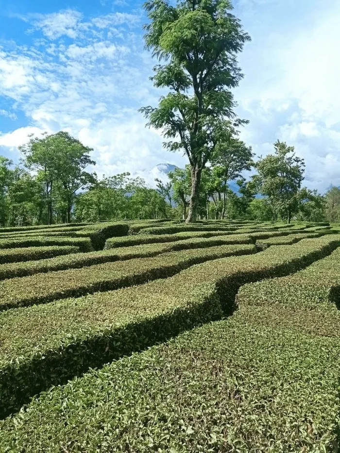 Грузия Грузия