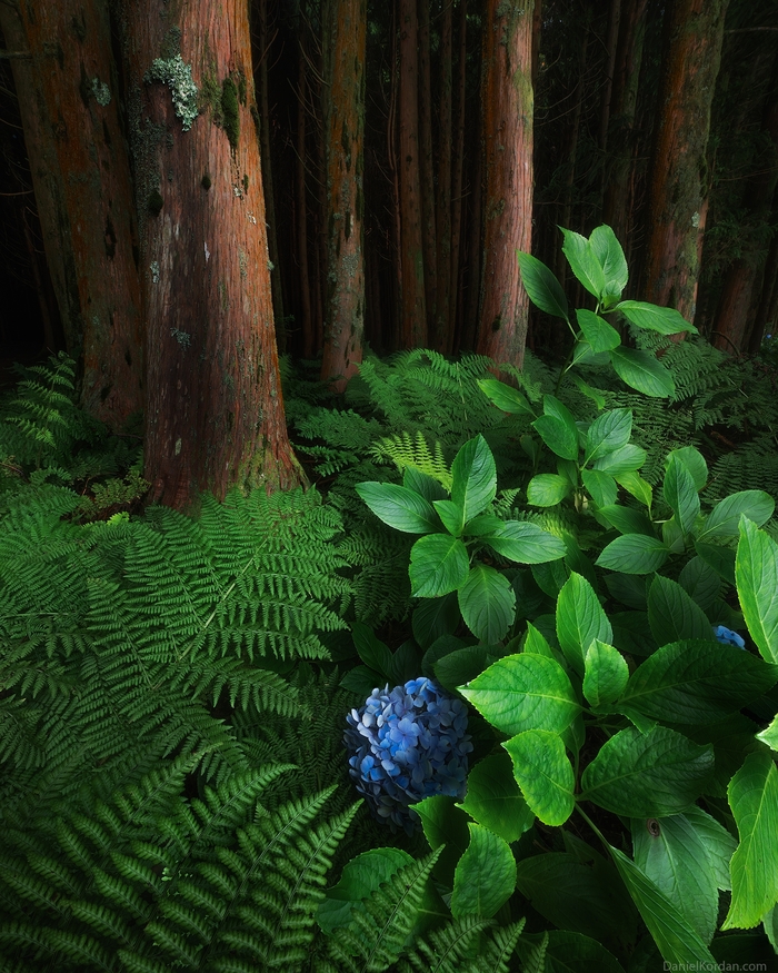 Растут гортензии и в лесу. Фото Д. Коржонова.
