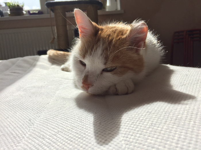 Гоша и солнце