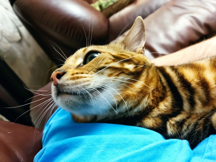 Что? Где? Дайте пожрать!!!