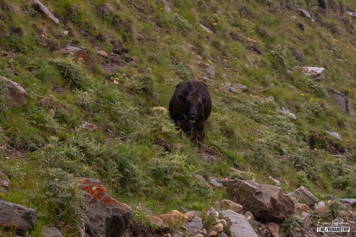 ������� �������