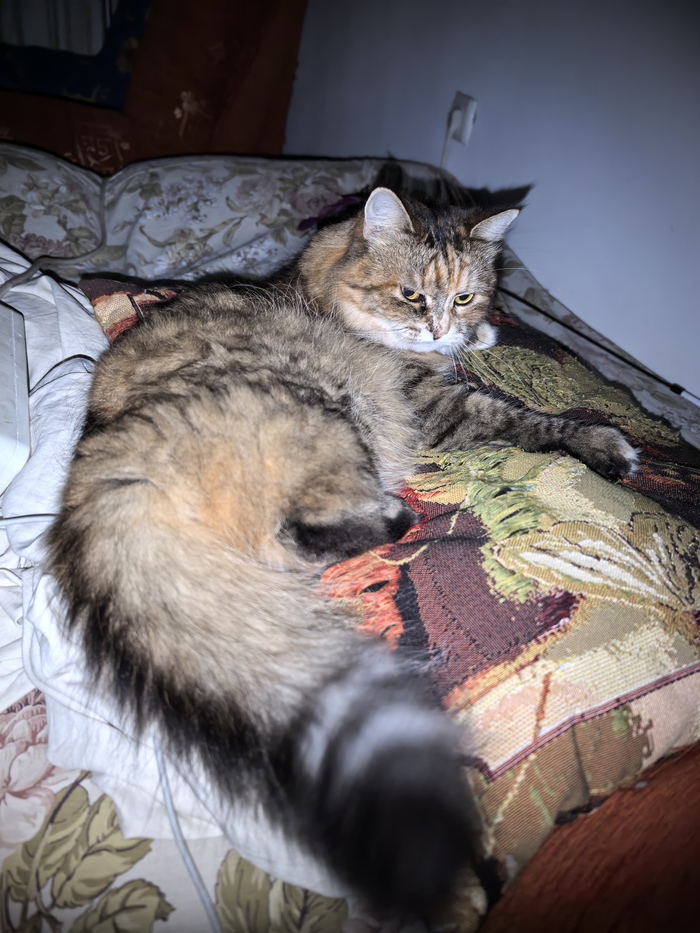 ����������� �����