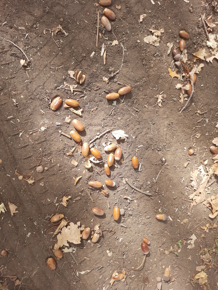 Желуди из Волго-Ахтубинской поймы ищут заказчика, сила Пикабу, помоги!
