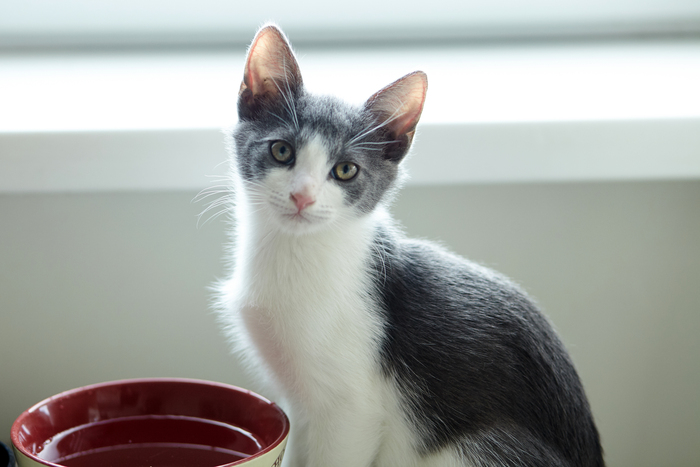 Котенку нужен дом