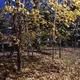 Аватар пользователя koshka35