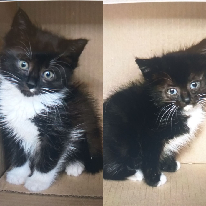 Красногорск и ближайшая местность-котята девочка и мальчик в добрые руки. Привезем!