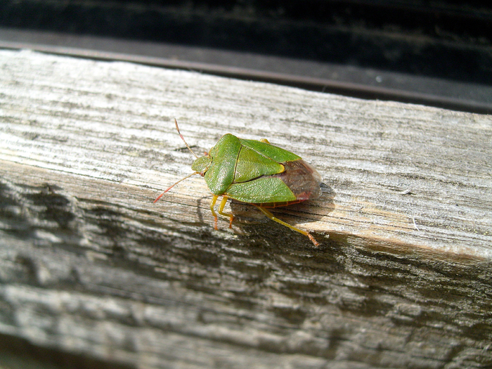  (E, E, Z)-2,4,6-, ,    !        .