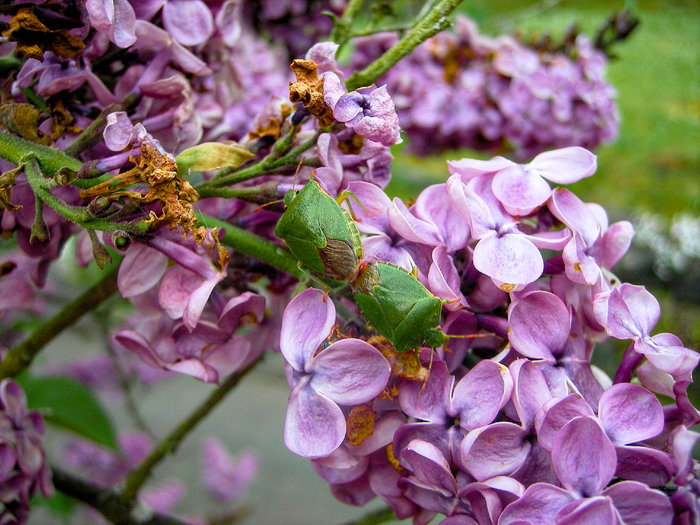      ,   MP3   -  2000-.   ,      .