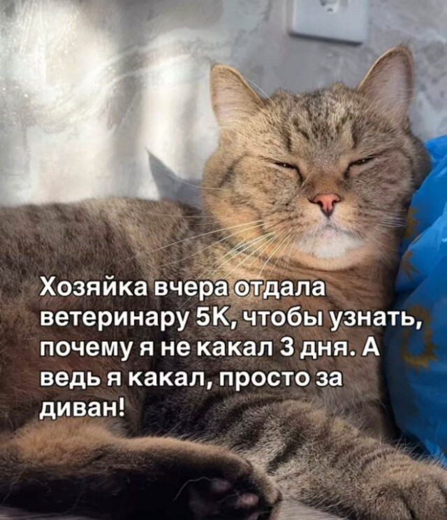 Месть кота