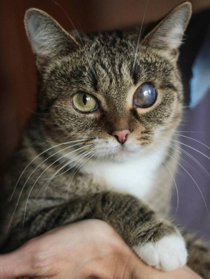 Подарите дом преданной кошечке Пираточке!