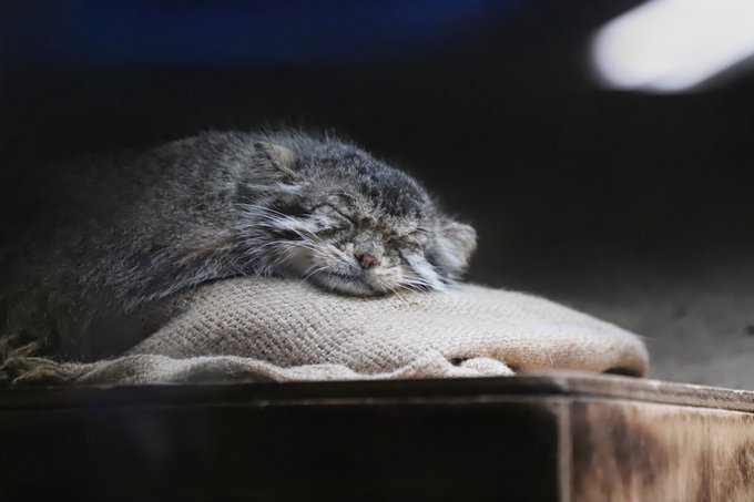 Сладких снов, пикабушники