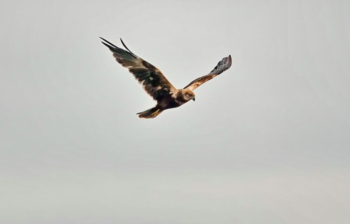 Хищная птица семейства ястребиных. Живет поблизости от воды, питается всяческой мелкой дичью - рыбой, грызунами, птичками, лягушками и прочими.