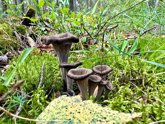    <!--noindex--><a href="https://pikabu.ru/story/gribyi_lisichka_chernaya_13269847?u=http%3A%2F%2Fnpp.by&t=npp.by&h=1d88ce94b73338fe3e7aef8300b3e3542d4913cf" title="http://npp.by" target="_blank" rel="nofollow noopener">npp.by</a><!--/noindex-->.