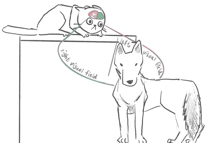 Схема: <!--noindex--><a href="https://pikabu.ru/story/nauka_obyasnila_pochemu_koshki_vyibirayut_spat_na_levom_boku_13270151?u=http%3A%2F%2Felementy.ru&t=elementy.ru&h=faf41a77f789fc7cbc03200db2f9b343cddb4eeb" title="http://elementy.ru" target="_blank" rel="nofollow noopener">elementy.ru</a><!--/noindex-->