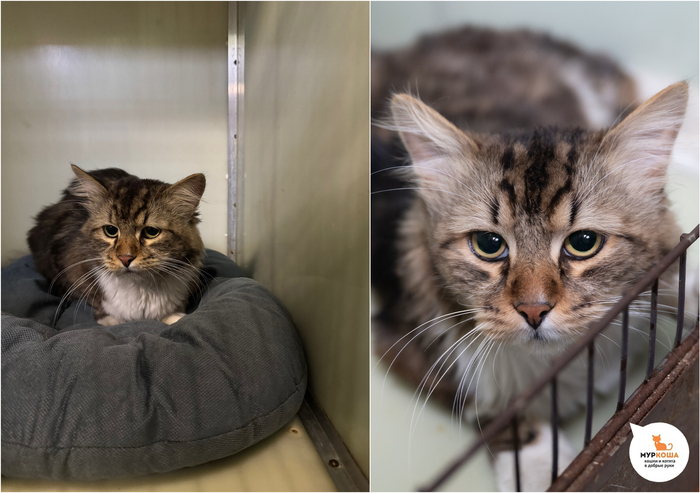 Кот Вымпел, 3 года, найден на улице.