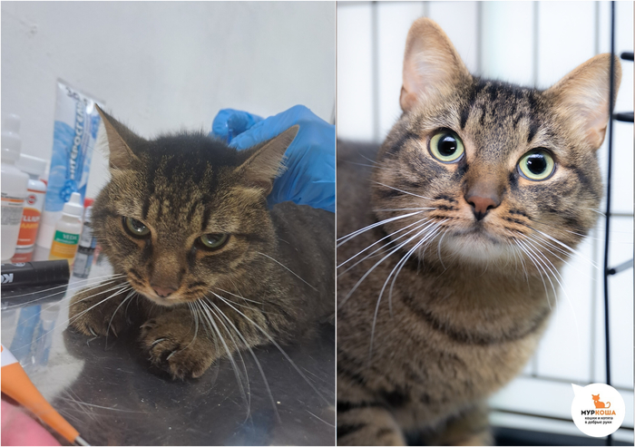 Кот Галилей, 1 год, домашний.