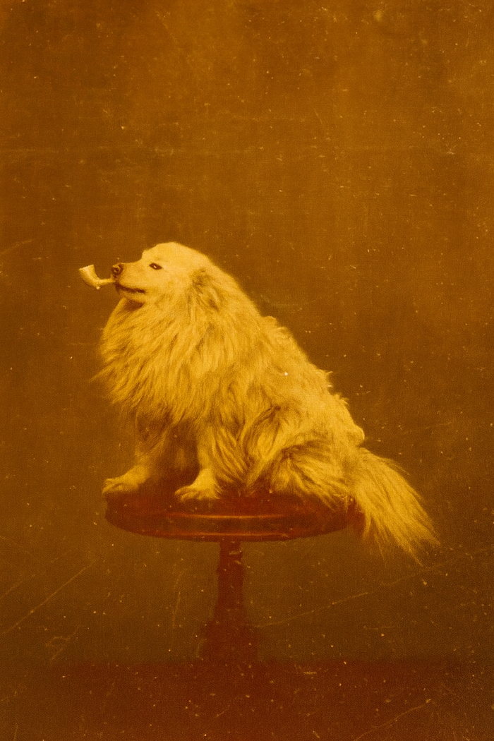 Собака с трубкой, 1875 г.