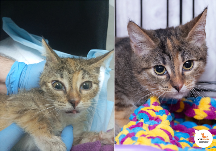 Котёнок-девочка Джудит, 5 месяцев, найдена на улице.