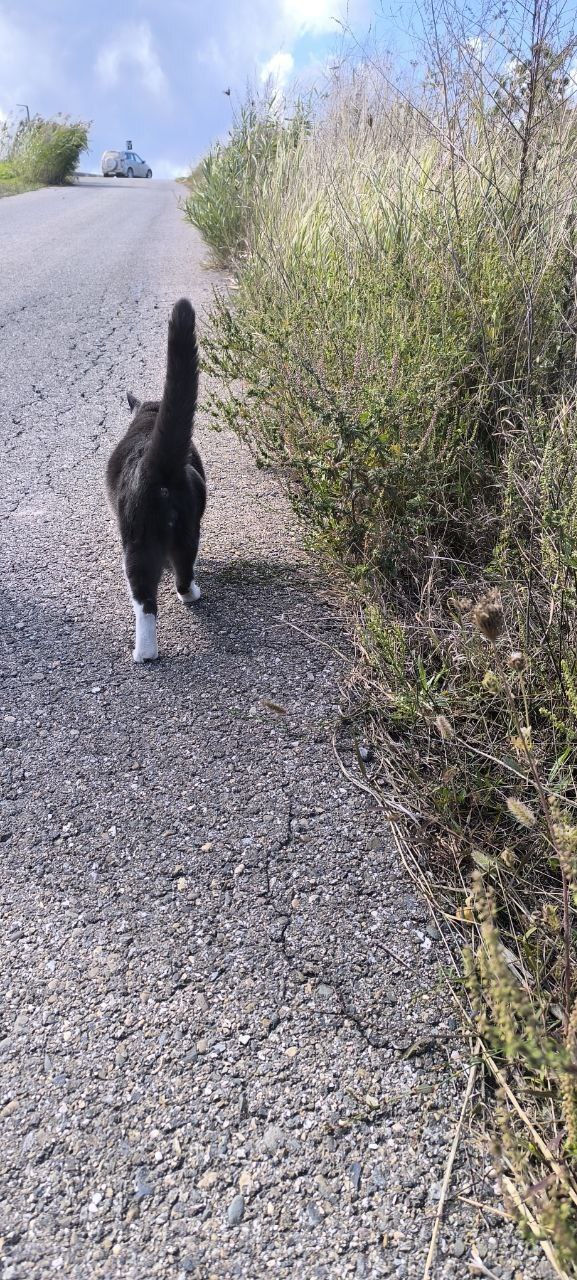 Чатланки на спорте