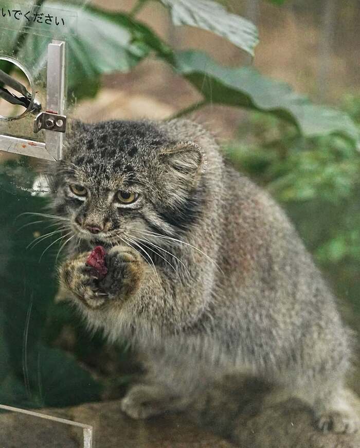 Такой маленький кусочек?