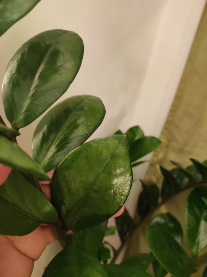 Что за пятна на листьях замиокулькаса?