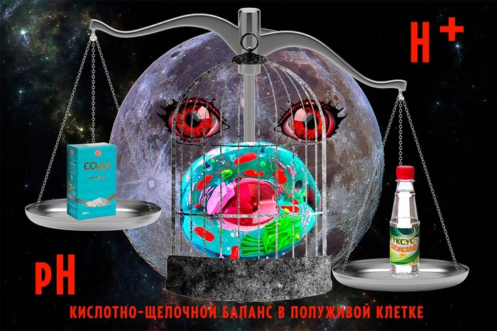 философское изображение рН-гомеостаза