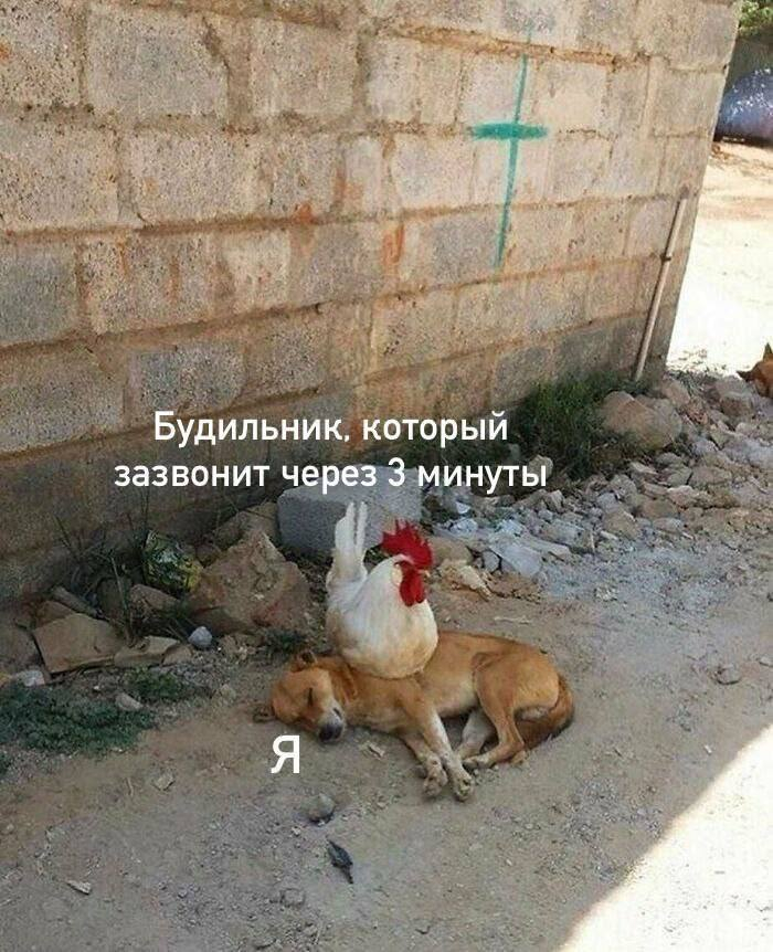 Жиза
