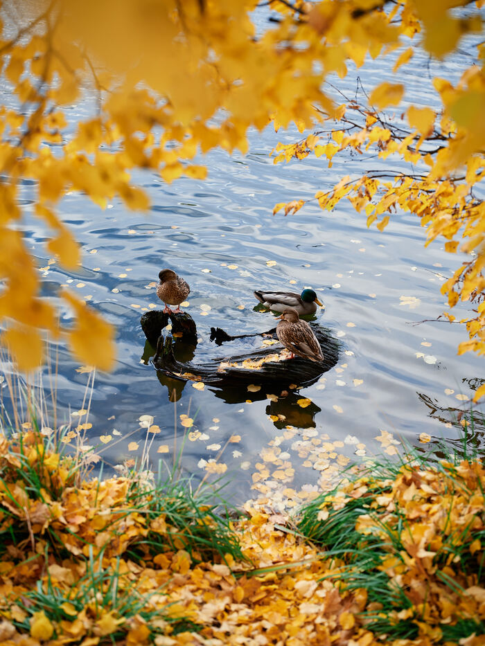 Fujifilm GFX100II + 55mm F1.7