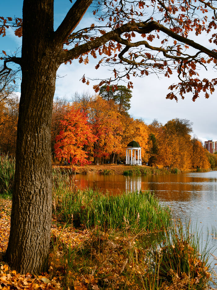 Fujifilm GFX100 + 55mm F1.7