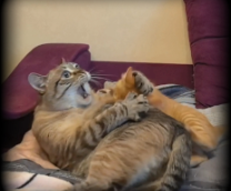 ����, ����, ���