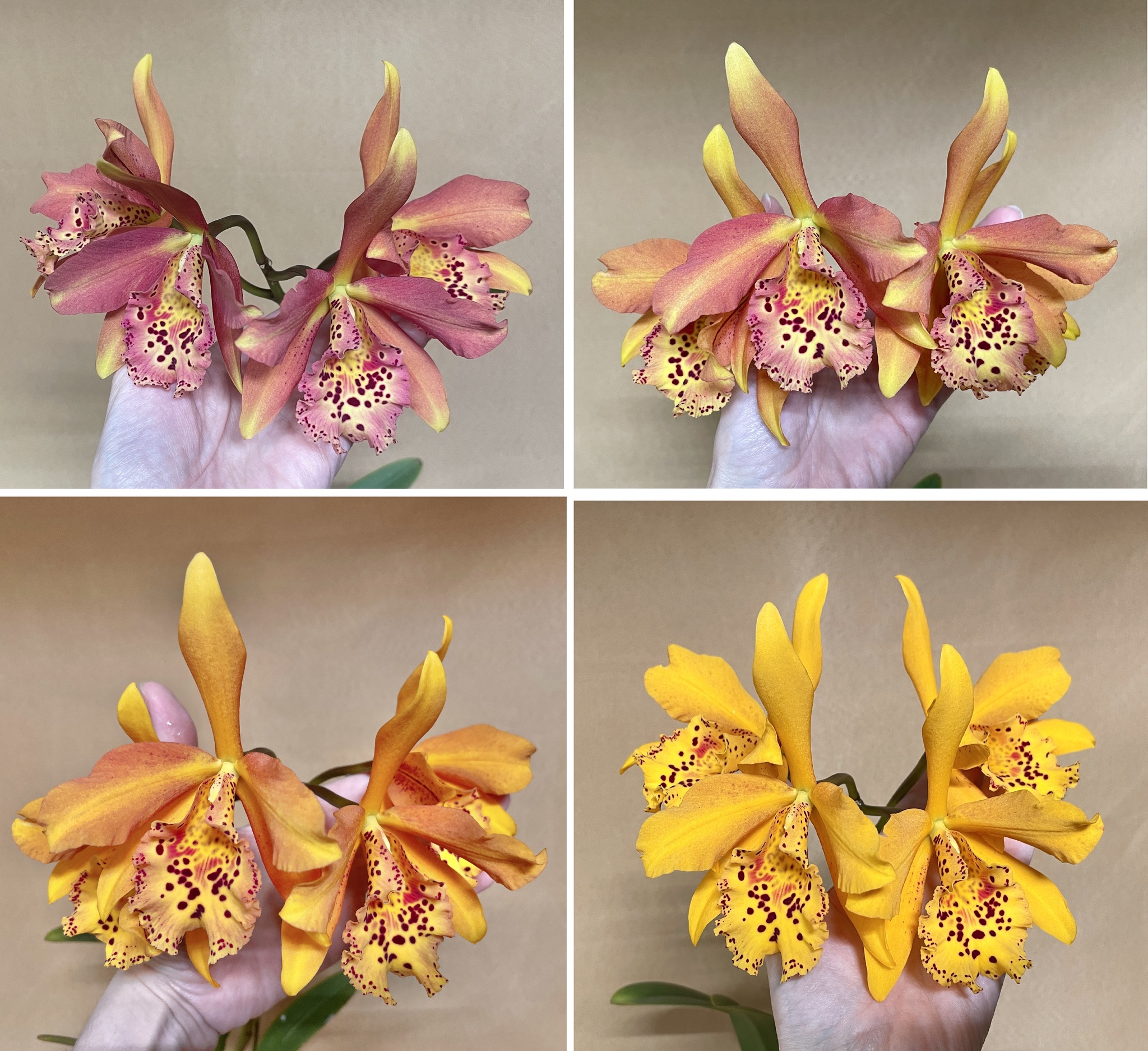 September blossoms - Series Photos of my flowering plants, My, Orchids, Flowers, Houseplants, The photo, Longpost