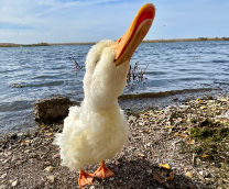 Marty McFly the duck