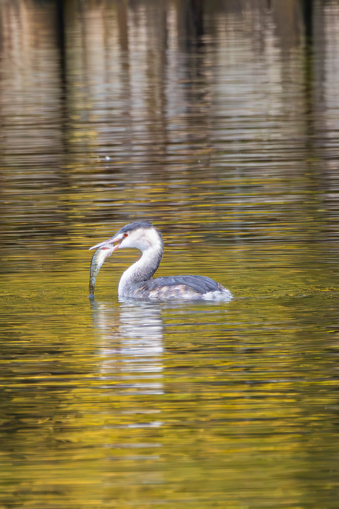 Float like a butterfly, swallow like a great grebe - My, Moscow, Birds, Ornithology, Izmailovsky park, The park, Chomga, Great grebe, Photo hunting, Bird watching, Ornithology League, Longpost