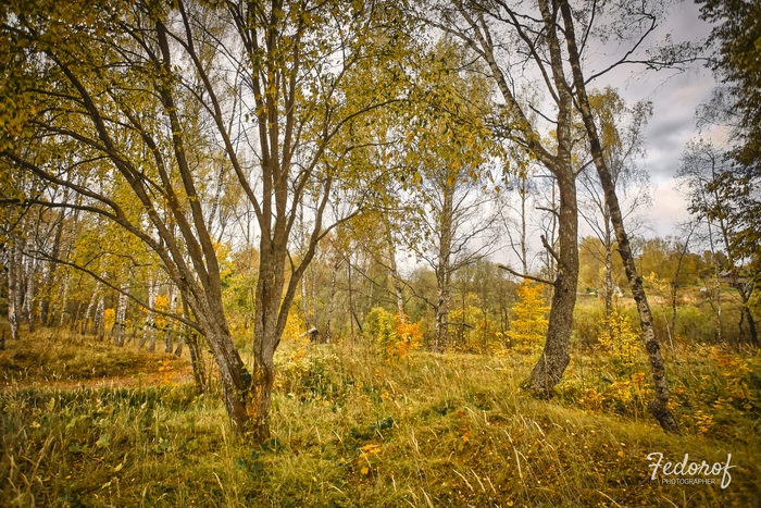 Сказочный лес