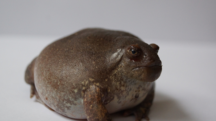 Он: Дорогая, ты всё ещё дуешься? Она: Нет. Также она: