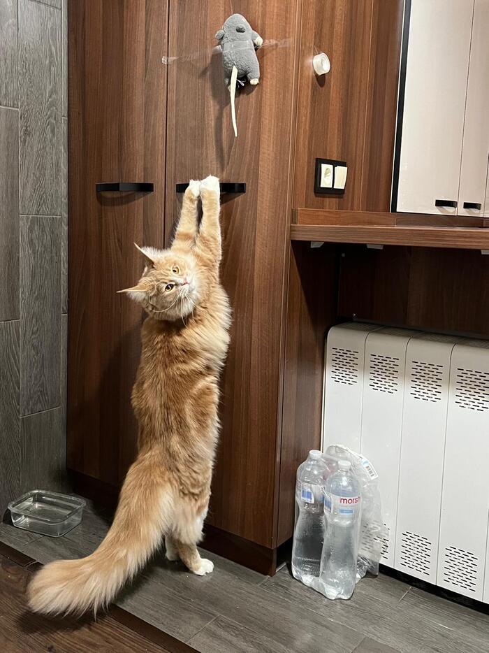 ��� �������, ��� ��� ��� ���� ��������