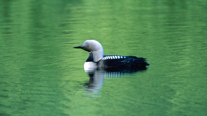 Взрослая птица.