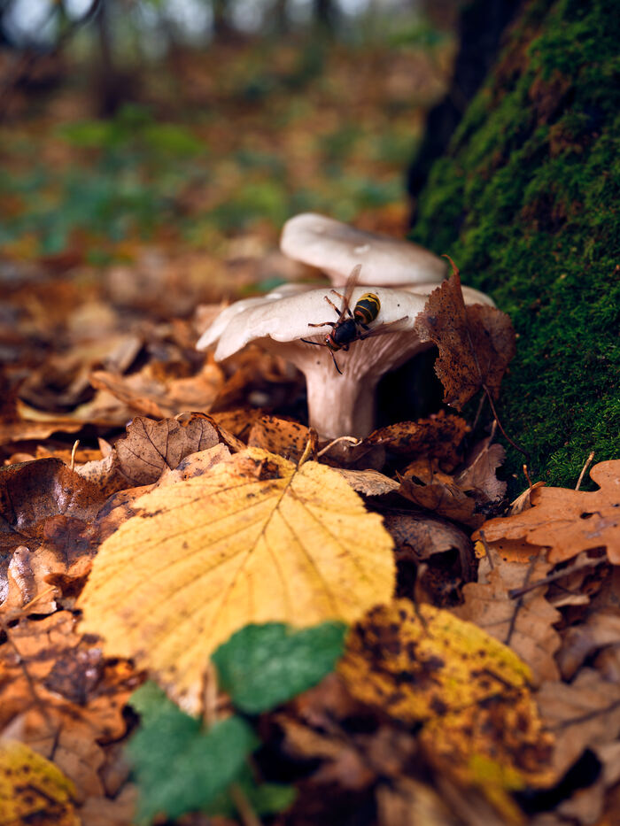 Fujifilm GFX100II + 55mm F1.7