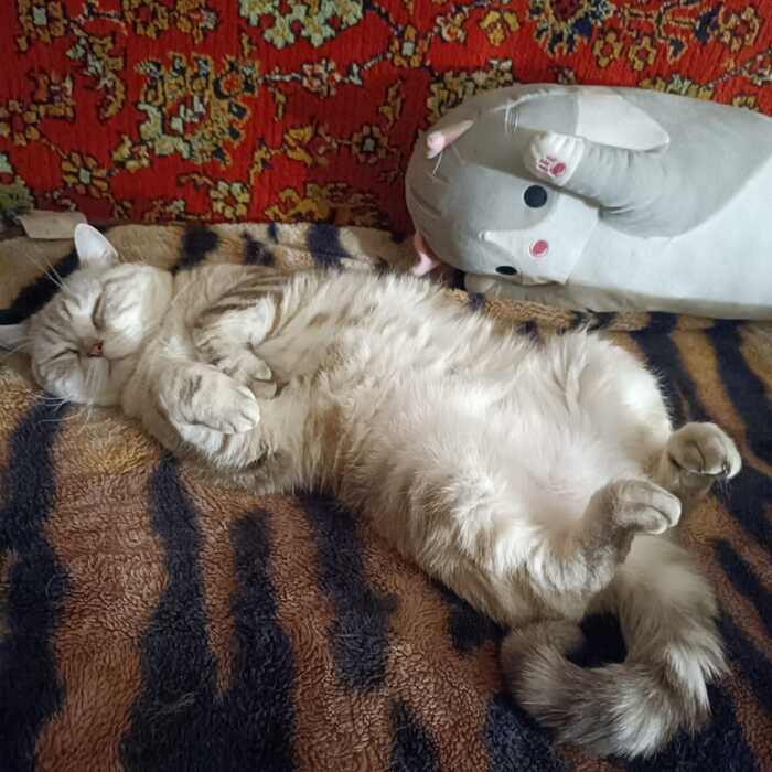 Ответ 0.Lis в «Прекрасный спящий кот»