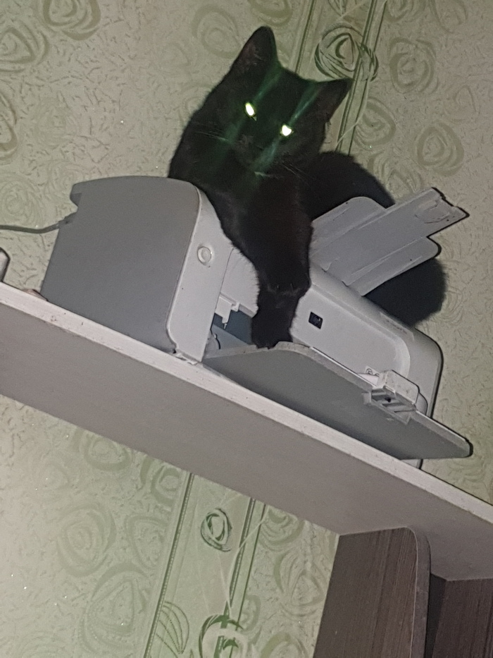 Надо было Бегемотом назвать. А так Васька